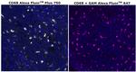 CD68 Antibody in Immunohistochemistry (Paraffin) (IHC (P))