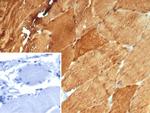 Carbonic Anhydrase 3/CA3 Antibody in Immunohistochemistry (Paraffin) (IHC (P))