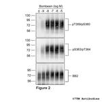 Phospho-Bombesin Receptor 2 (Ser363, Thr364) Antibody in Western Blot (WB)