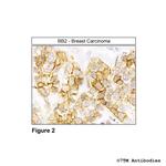 BB2, Bombesin Receptor 2 Antibody in Immunohistochemistry (Paraffin) (IHC (P))