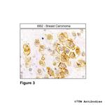 BB2, Bombesin Receptor 2 Antibody in Immunohistochemistry (Paraffin) (IHC (P))