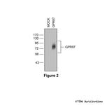 GPR87, G Protein-Coupled Receptor 87 Antibody in Western Blot (WB)