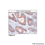 FFA2 Antibody in Immunohistochemistry (Paraffin) (IHC (P))