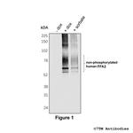 FFA2 Antibody in Western Blot (WB)