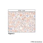 FFA2, FFA2 Receptor Antibody in Immunohistochemistry (Paraffin) (IHC (P))