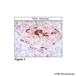 FFA2, FFA2 Receptor Antibody in Immunohistochemistry (Paraffin) (IHC (P))