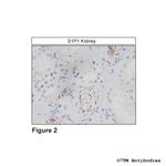 S1P1, Sphingosine 1-Phosphate Receptor 1 Antibody in Immunohistochemistry (Paraffin) (IHC (P))