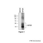 NPSR, Neuropeptide S Receptor Antibody in Western Blot (WB)