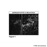 Phospho-Neurotensin Receptor 1 (Ser409, Ser410) Antibody in Immunohistochemistry (PFA fixed) (IHC (PFA))