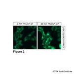 Phospho-VIP Receptor 1 (Ser422, Ser425) Antibody in Immunocytochemistry (ICC/IF)