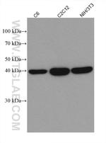 MAP2K3 Antibody in Western Blot (WB)