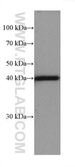 MAP2K3 Antibody in Western Blot (WB)