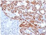 FGF23 (Fibroblast Growth Factor 23) Antibody in Immunohistochemistry (Paraffin) (IHC (P))