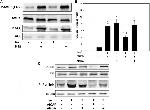 Perilipin 1 Antibody in Western Blot (WB)