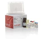 Human IFN gamma Uncoated ELISA Kit (ESS0002)