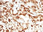 IL18R1 Antibody in Immunohistochemistry (Paraffin) (IHC (P))