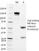 CD3e (T-Cell Marker) Antibody in SDS-PAGE (SDS-PAGE)