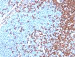 CD4 Antibody in Immunohistochemistry (Paraffin) (IHC (P))