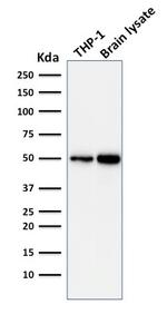 ATG5 Antibody in Western Blot (WB)