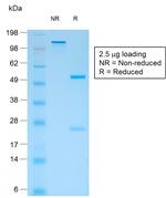 CD44v4 (Marker of Tumor Metastasis) Antibody in SDS-PAGE (SDS-PAGE)