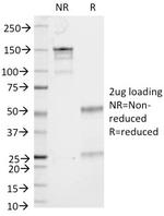 CD53 (TSPAN25) Antibody in SDS-PAGE (SDS-PAGE)