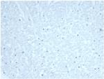 Cdc20 (Cell Division Cycle Protein 20) Antibody in Immunohistochemistry (Paraffin) (IHC (P))