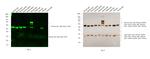 Mouse IgG, IgM (H+L) Secondary Antibody in Western Blot (WB)