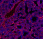 Mouse IgG (H+L) Cross-Adsorbed Secondary Antibody in Immunohistochemistry (Frozen) (IHC (F))