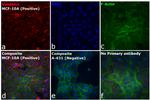 Rabbit IgG (H+L) Cross-Adsorbed Secondary Antibody in Immunocytochemistry (ICC/IF)