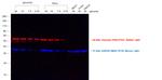 Rabbit IgG (H+L) Cross-Adsorbed Secondary Antibody in Western Blot (WB)