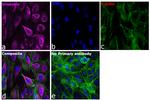 Mouse IgG (H+L) Cross-Adsorbed Secondary Antibody in Immunocytochemistry (ICC/IF)