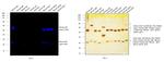 Mouse IgG (H+L) Cross-Adsorbed Secondary Antibody in Western Blot (WB)