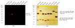 Rabbit IgG (H+L) Cross-Adsorbed Secondary Antibody in Western Blot (WB)