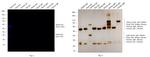 Rabbit IgG (H+L) Highly Cross-Adsorbed Secondary Antibody in Western Blot (WB)