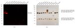 Mouse IgG1 Cross-Adsorbed Secondary Antibody in Western Blot (WB)