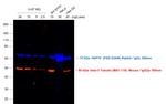 Mouse IgG2a Cross-Adsorbed Secondary Antibody in Western Blot (WB)