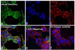 Mouse IgG2b Cross-Adsorbed Secondary Antibody in Immunocytochemistry (ICC/IF)