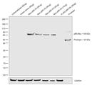 Myc Tag Antibody in Western Blot (WB)