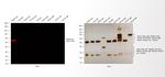 Rabbit IgG (H+L) Cross-Adsorbed Secondary Antibody