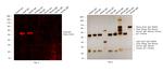 Goat IgG (H+L) Cross-Adsorbed Secondary Antibody in Western Blot (WB)