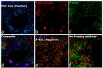 Rabbit IgG (H+L) Cross-Adsorbed Secondary Antibody in Immunocytochemistry (ICC/IF)