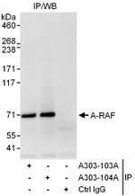 A-RAF Antibody in Immunoprecipitation (IP)