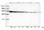 Protein C -Tag Antibody in Western Blot (WB)