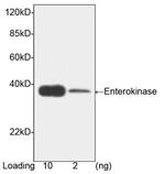 Enterokinase Antibody in Western Blot (WB)