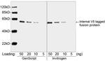 V5 Tag Antibody in Western Blot (WB)