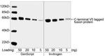 V5 Tag Antibody in Western Blot (WB)