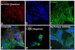 Mouse IgG (H+L) Highly Cross-Adsorbed Secondary Antibody in Immunocytochemistry (ICC/IF)