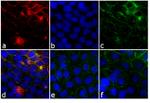 Rabbit IgG (H+L) Highly Cross-Adsorbed Secondary Antibody in Immunocytochemistry (ICC/IF)