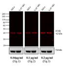 Rabbit IgG (H+L) Highly Cross-Adsorbed Secondary Antibody in Western Blot (WB)