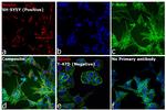 Mouse IgG (H+L) Cross-Adsorbed Secondary Antibody in Immunocytochemistry (ICC/IF)